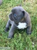 AKC French Bulldog Pups