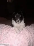 Shetland sheepdogsheltie