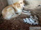 Male Golden Retriever Pups