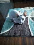 Beautiful Grey Sphynx Male