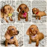 Adorable Mnin Dachshund