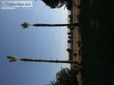 Far East Valley Tree and Palm trimming