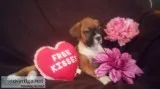BOXER PUPPIES