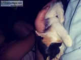 Kittens for forever homes