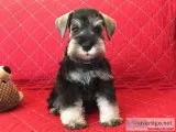 Classic Miniature Schnauzer
