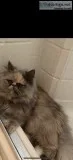 Blue Cream Persian