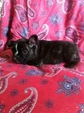 2F French Bulldogs For Sale