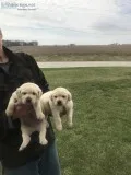 Lab puppies Yellow