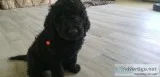 Goldendoodle Pups(75% Standard Poodle 25% Golden Retriever)