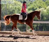 Elegant Dressage Mount (443-212-8142 )