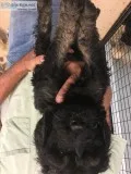 Goldendoodles
