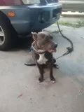Blue Nose for sale