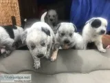 Blue Heeler Puppies (Australian Cattle Dogs)