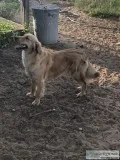 Golden Retriever female