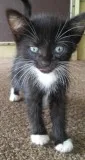 Five 8 week old kittens available for free.