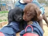 labradoodle pups male and female