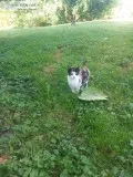 Male calico kitten  6 months in age
