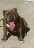 English Bulldog