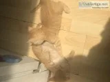 Kittens