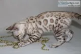 Bengal Cats and Kittens for Sale