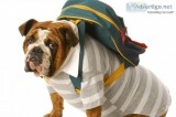 Pet Relocation