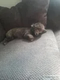 Silver Toy Poodle for Sale
