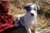 Border Collie ABCA