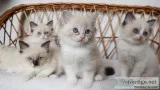 Beautiful Ragdoll Kittens for sale