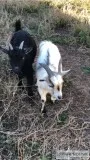 Male Pygmy Goat