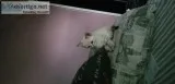 Shavanna cats