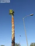 Affordable Palm trimming And removals