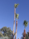 Affordable Tree and  Palm removals
