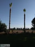 Affordable Tree and Palm service