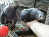 Handfed african parrots for sale 