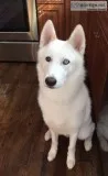 Rehoming Male Husky