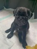 PUG 