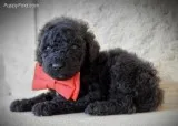 AKC Black male Standard Poodle - Curly