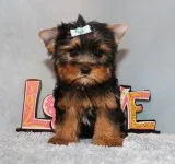 Toy Yorkie Puppy Boy (Xavier)