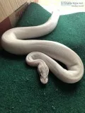 Leucistic Ball Python and set up