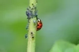 Find Out Best Solution for Spider Control.