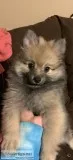 2 boy 1 girl 9 wk old Pom pups looking for forever home