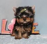 Micro Tiny Teacup Yorkie Puppy Boy (Yuri)