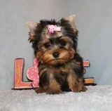 Micro Tiny Teacup Yorkie Puppy Girl (Bell)