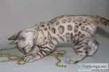 Snow Spotted Bengal Kittens for Sale