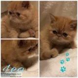 Exotic Short Hair Kitten