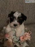 Yorkie Parti puppies.