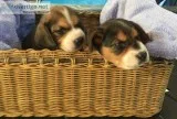 Beagle Puppies