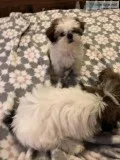 Small Shih Tzu