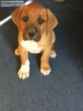 2 months old Bullmastiff mix puppies