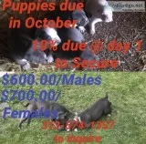 Blue American Bully Puppies